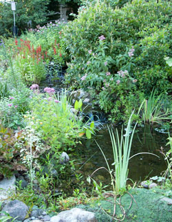 Our pond and stream
